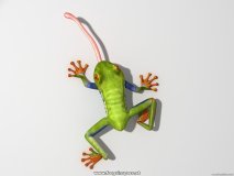 frog1